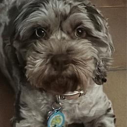 Lucy - Cockapoo