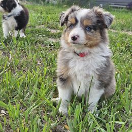 Toy Australian Shepherd Puppies from Badland's Toy Aussies