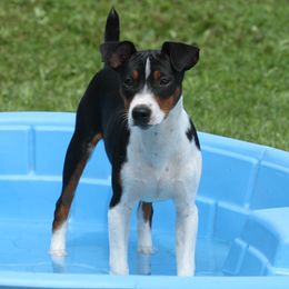 Rat Terrier Puppies from River Ridge Rat Terriers