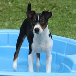 Rat Terrier Puppies from River Ridge Rat Terriers