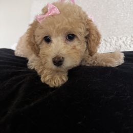 Girl 2 - Cream female Assorted Doodle Crosses puppy in Vancouver, Washington from Kovalenko Poodles
