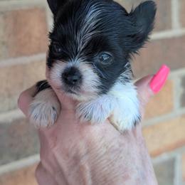 Bandit - Parti male Yorkshire Terrier puppy in Gaylesville, Alabama from Sweet Alabama Yorkies