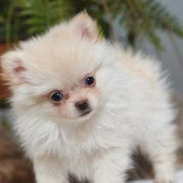 Pearl - Cream female Pomeranian puppy in Santa Clarita, California from Hollywood Mini Pets