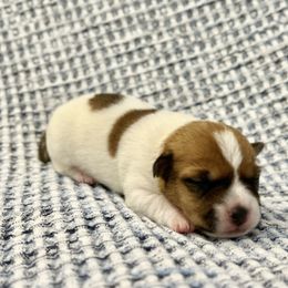 Anna - White and tan female Russell Terrier puppy in Valley Mills, Texas from Bar Rafter C Shorty Jacks