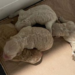 Stan - Cream male Goldendoodle puppy in Stafford, Virginia from Morris Doodles Virginia