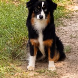 Rhea - Toy Australian Shepherd