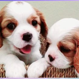 Cavalier King Charles Spaniels from Noble Cavaliers of Texas