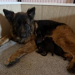 Boy 1 - male German Shepherd puppy in Johnstown, Ohio from Vom Haus Neufus