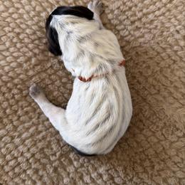 Wirehaired Pointing Griffon Puppies from Idleista Grand Chasseur