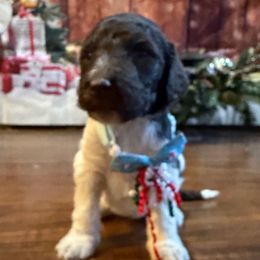 Peppermint Mocha - Parti male Goldendoodle puppy in Arlington, Texas from Chambers Doodle Patch