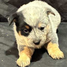 L63-02 - Blue female Australian Cattle Dog puppy in Sheridan, Oregon from 6pk Cattledogs