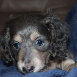Denim - Black and cream male Dachshund puppy in Roanoke, Alabama from 3B Doxies