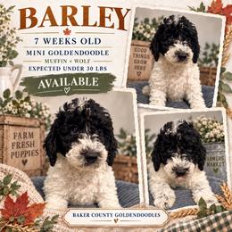 Barley - Parti male Goldendoodle puppy in Macclenny, Florida from Baker County Goldendoodles