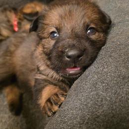 Gray Collar (Calypso) - Sable female German Shepherd puppy in Hermitage, Pennsylvania from Shepherds of the Hundred Acres