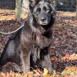 Joyce - Black female German Shepherd puppy in Garland, Maine from Vom Schön Traumhund