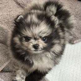 Stormy - Blue merle female Pomeranian puppy in Enumclaw, Washington from SantaAnna Pomeranians