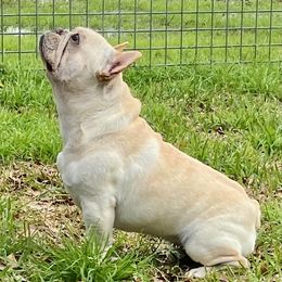 Zakk - French Bulldog
