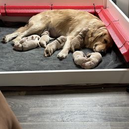 Golden Retriever Puppies from Ruff Life Goldens