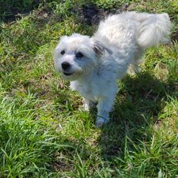 Morkie puppies from Cristy's Morkies