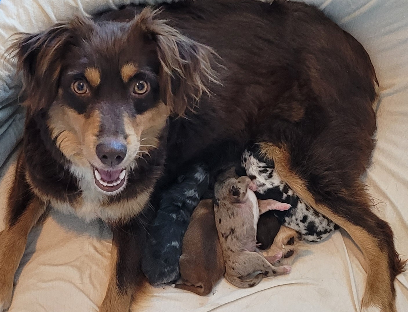 Cherokee - Miniature Australian Shepherd
