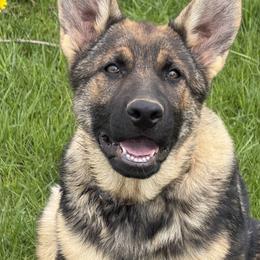 German Shepherd Puppies from Auf der Marquis German Shepherds