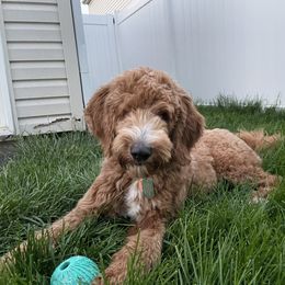 Goose - Goldendoodle