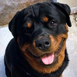 Rottweilers from VonBaker Rottweilers