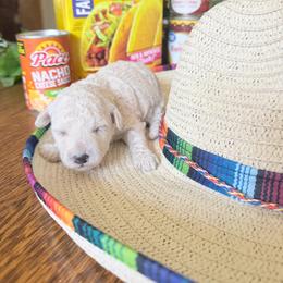 Taco - Cream female Goldendoodle puppy in Cherry Tree, Pennsylvania from Plum Creek Acres Next Generation