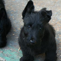 Poodle and Scottish Terrier Puppies from Conundrums Kennels