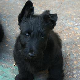 Poodle and Scottish Terrier Puppies from Conundrums Kennels