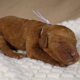 Bliss (Light Purple) - Cream female Goldendoodle puppy in Palmetto Bay, Florida from SOMIDOODLES