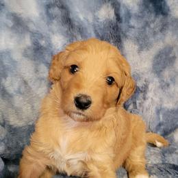 Girl 2 orange - Red  female Goldendoodle puppy in Blountsville, Alabama from Southern Charm Goldendoodles
