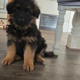 Male 1 - Black and red male German Shepherd puppy in Sumner, Iowa from Vom Wilke Kennels