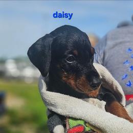 Daisy - Black and rust female Doberman Pinscher puppy in Mount Orab, Ohio from Heyne Kennels