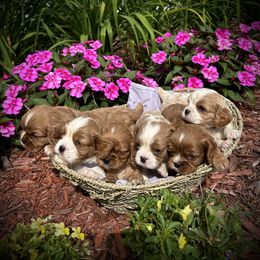 Cavalier King Charles Spaniel Puppies from Dorcas Hooks