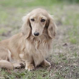 Sasha - Dachshund