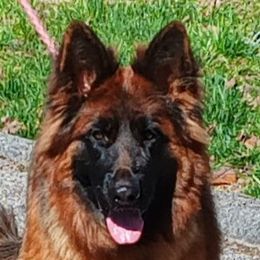 Rio - German Shepherd