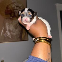 Iceland - Parti female Yorkshire Terrier puppy in Lynwood, Illinois from SaintNicksWay