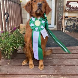 Jolene - Golden Retriever
