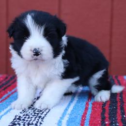 AKC Grand Champion Sired (BM1) - Black male Border Collie puppy in Noble, Oklahoma from CheckItOut Border Collies