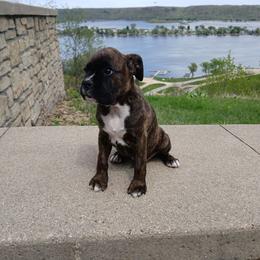 Jasper - Brindle male Boxer puppy in Cannon Falls, Minnesota from Pattys Boxers and Bulldogs