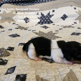 Black Tri Male - Black and white Teddy Roosevelt Terrier puppy in Holton, Indiana from Boles Family Farm