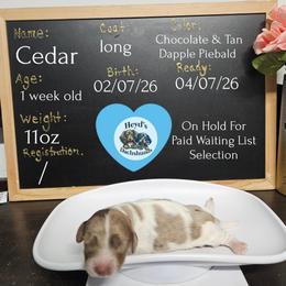 Cedar - Dapple male Dachshund puppy in Hoquiam, Washington from Heyd's Mini Dachshunds