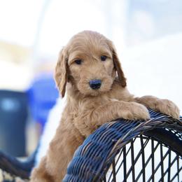 Jax - Red  male Goldendoodle puppy in Spokane, Washington from Puppy Love