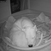 Dogo Argentino Puppies from Fates Legacy Kennels