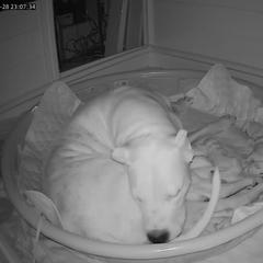 Dogo Argentino Puppies from Fates Legacy Kennels