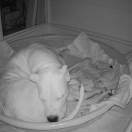 Dogo Argentino Puppies from Fates Legacy Kennels