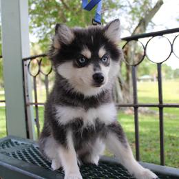 Bandit - Tri-color male Pomsky puppy in Lauderhill, Florida from Your Friend Seamus' Studds