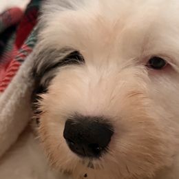 Old English Sheepdogs from Cotufas