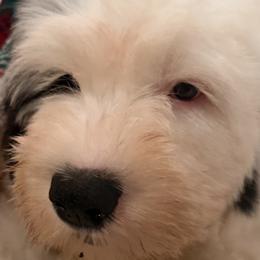 Old English Sheepdogs from Cotufas
